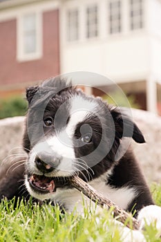 Border Collie Puppy with Stick