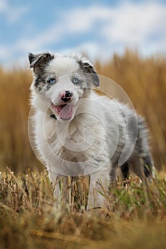 Border collie puppy in a stubblefield