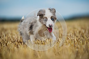 Border collie puppy in a stubblefield