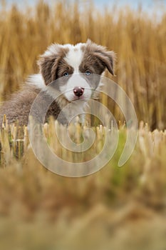 Border collie puppy in a stubblefield