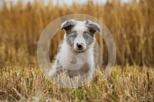 Border collie puppy in a stubblefield