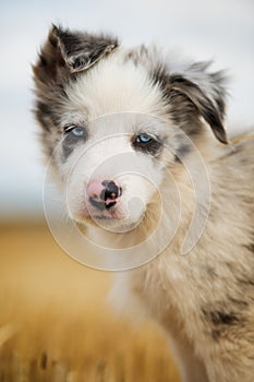 Border collie puppy in a stubblefield