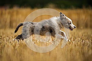 Border collie puppy in a stubblefield