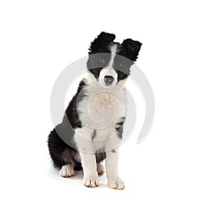 Border Collie puppy