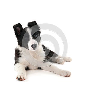 Border Collie puppy