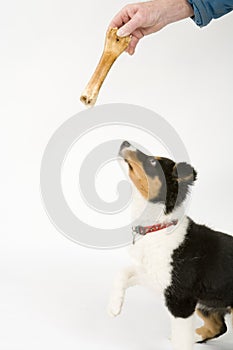 Border collie puppy on white seamless