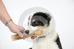 Border collie puppy on white seamless