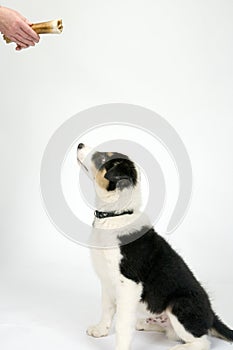 Border collie puppy on white seamless