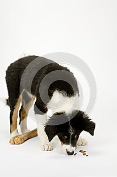 Border collie puppy on white seamless