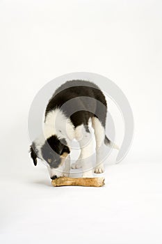 Border collie puppy on white seamless