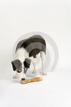 Border collie puppy on white seamless