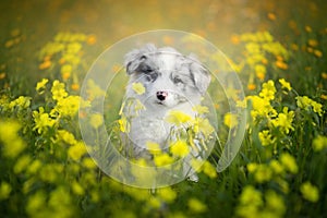 Border Collie puppy in yellow flowers.
