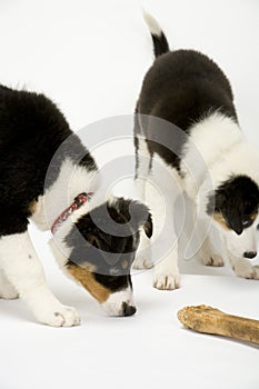 Border collie pups on white seamless