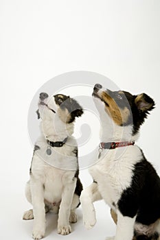 Border collie pups on white seamless