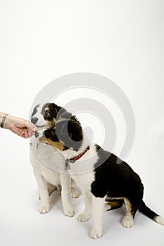 Border collie pups on white seamless