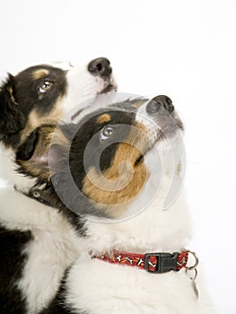 Border collie pups on white seamless