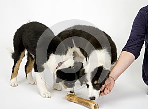 Border collie pups on white seamless