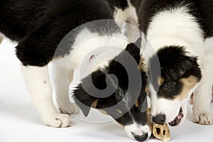 Border collie pups on white seamless