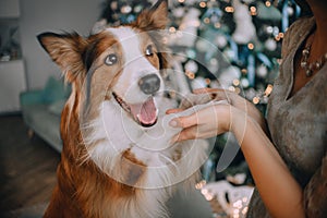 Border collie put the paws in the hands