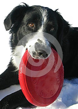 Border Collie with Red Frisbee