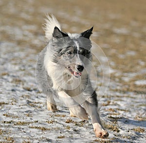 Border collie running