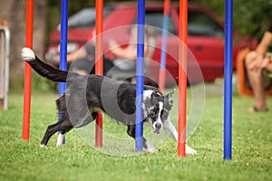 Border collie is running agility