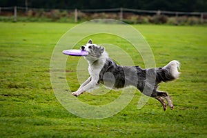 Border collie running and catching frisbee in jump