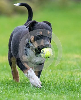 Border Collie running in a field