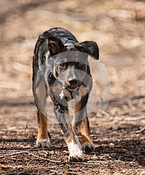 Border Collie running in a field