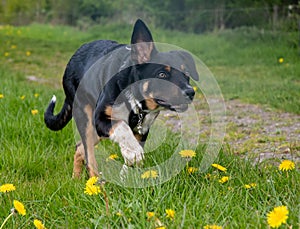 A Border Collie running in a field