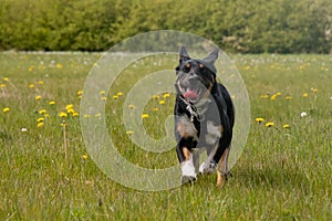 A Border Collie running in a field