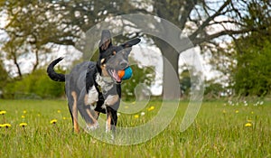 A Border Collie running in a field