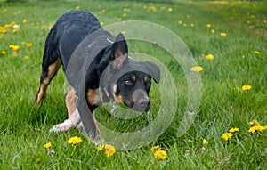 A Border Collie running in a field