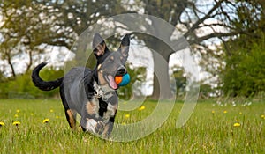 A Border Collie running in a field