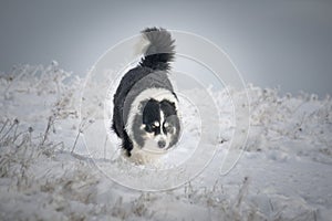 border collie is running on the field in the snow