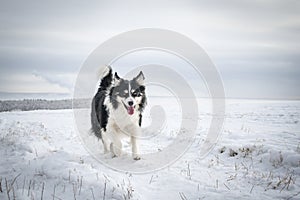 border collie is running on the field in the snow