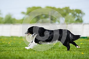 Border Collie running with frisbee disk