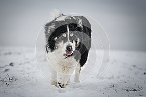 Border collie is running through a garden in the snow