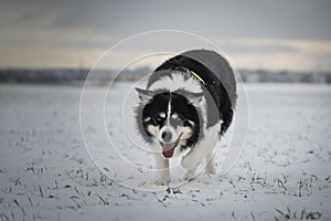 Border collie is running through a garden in the snow