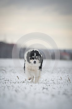 Border collie is running through a garden in the snow