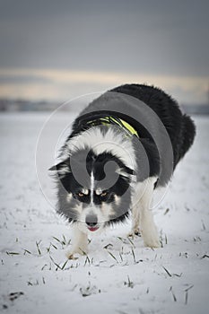 Border collie is running through a garden in the snow.