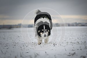 Border collie is running through a garden in the snow