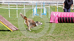 Border collie running its course on dog agility sport competition