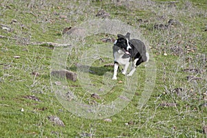 Border Collie Running in a Meadow Rounding up Sheep