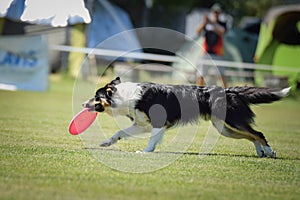 Border collie is running on prague frisbee competition.