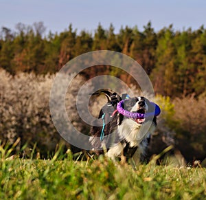 Border collie running with purple puller