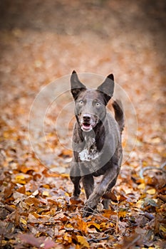 Border collie is running on the road