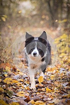 Border collie is running on the road