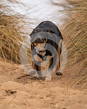 A Border Collie running through the sand dunes