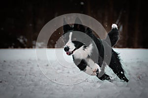 Border collie is running in the snow.